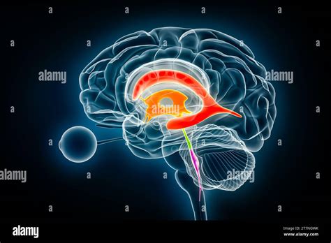 Ventricles and cerebral aqueduct lateral in colors x-ray view 3D rendering illustration. Human ...