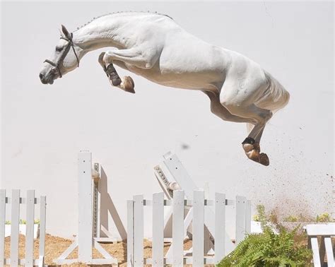 1000+ images about Horses Free jumping on Pinterest | Horses for sale ...