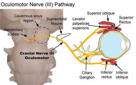 [Figure, Oculomotor Nerve Pathway. The diagram...] - StatPearls - NCBI ...