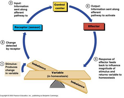 Four things about... (a simple approach to anatomy and physiology): Homeostasis