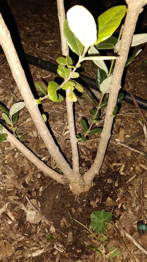 Pruning pineapple guava - General Fruit Growing - Growing Fruit