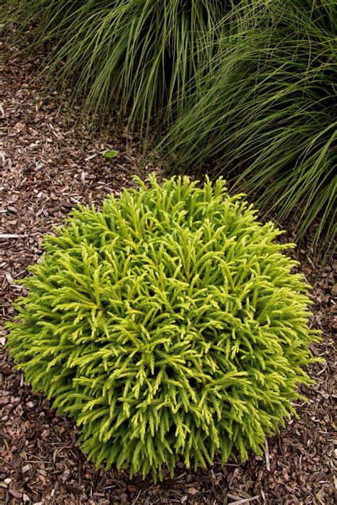 Cryptomeria "Little Diamond" Just planted this dwarf conifer in my garden. Stays compact 2-3 ...