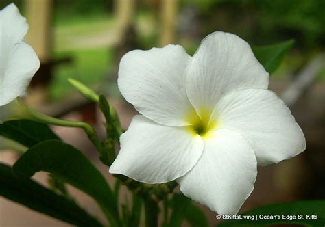 Some of the beautiful plant life found on the Island of St. Kitts. | Plant life, Plants ...