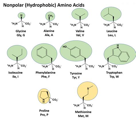 CH103 – Chapter 8: The Major Macromolecules – Chemistry