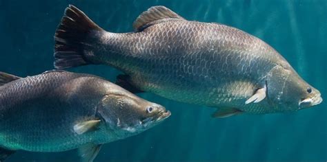 NUTRITION AND HEALTH OF BARRAMUNDI (LATES CALCARIFER) – Dibaq Aquaculture