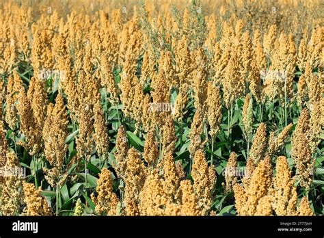 Johnson grass, sorghum (Sorghum halepense), field with Johnson grass Stock Photo - Alamy