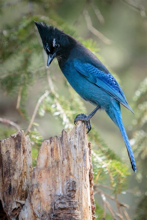 Steller's Jay | Audubon Field Guide