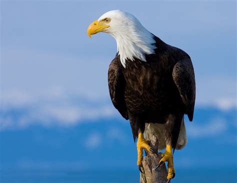 The Population of Bald Eagles Is Rising in the United States