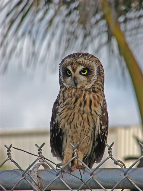 HAWAIIAN OWL