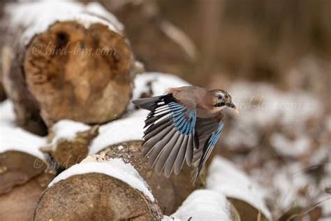 Eurasian Jays in fight for feeding in winter – Bird Lens