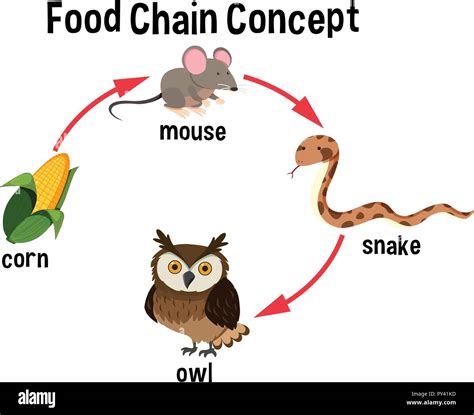 Food Chain Of Animals