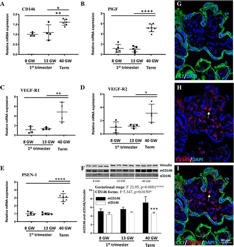 Frontiers | Expression of placental CD146 is dysregulated by prenatal alcohol exposure and ...