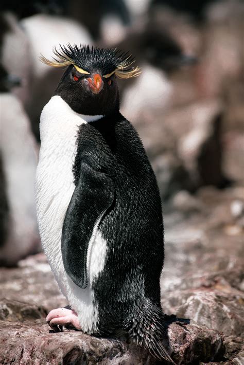 Penguins with eyebrows: A captivating phenomenon – Nature Blog Network