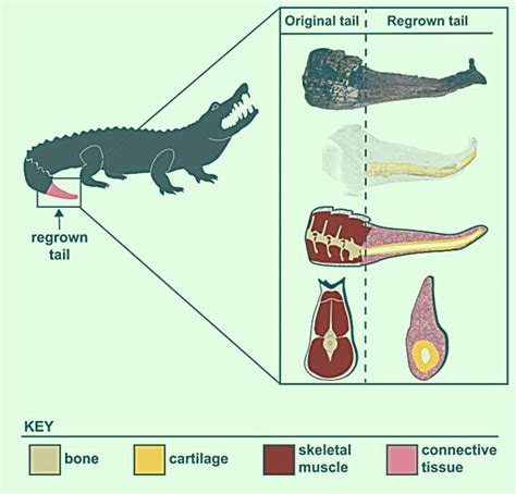 Crocodile Muscle Anatomy