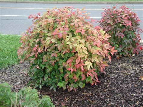 Dwarf Nandina Photo by longhornlawns | Photobucket | Garden shrubs, Plants, Nandina plant