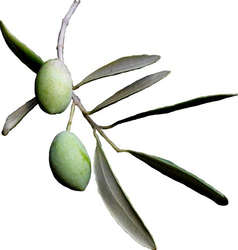 Olive Tree Clip Art - Cliparts.co