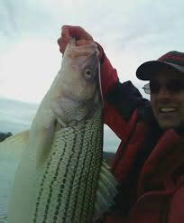 Lake Texoma Striped Bass doing well