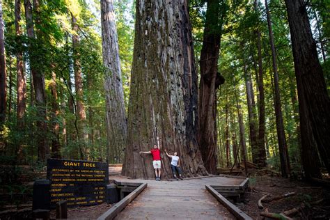 TPG's complete guide to visiting California's redwood forests