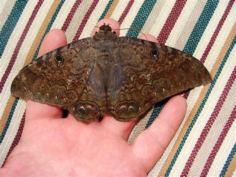 Bug Pictures: Black Witch Moth (Ascalapha odorata) by ByndeweedBeth