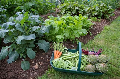 How to Prepare Soil for Vegetable Garden | Balcony Garden Web