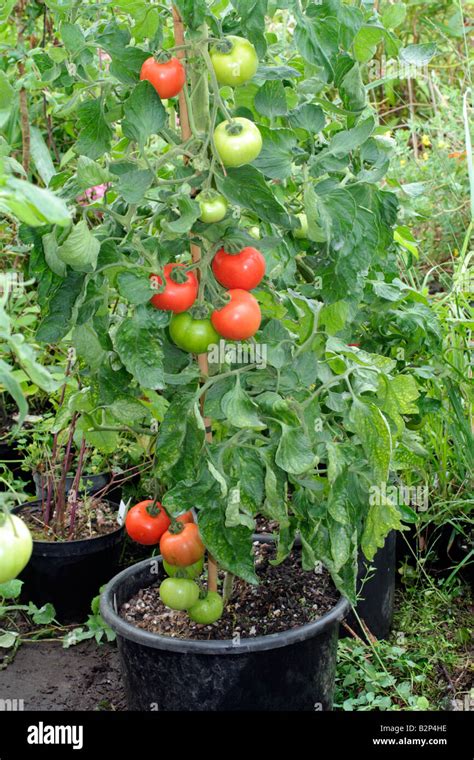 SOLANUM LYCOPERSICUM CONTAINER GROWN TOMATO PLANT 20 LITRE POT VARIETY ...