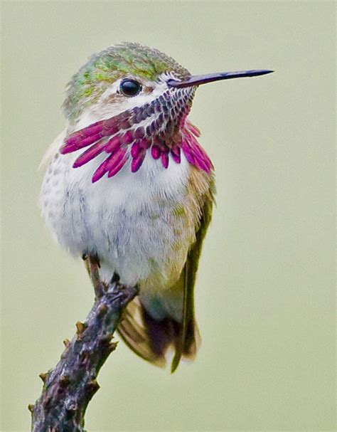 Male Calliope Hummingbird (Selasphorus calliope). This very small ...