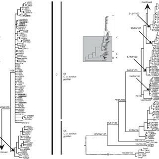 Matrilineal genealogy. The genealogical tree based on Bayesian ...