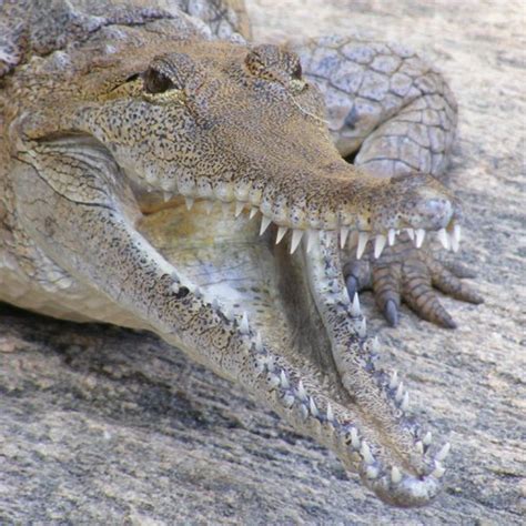 Freshwater Crocodile | The Animal Facts