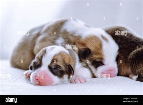 Lovely adorable multicolored brown white and black blind welsh corgi ...