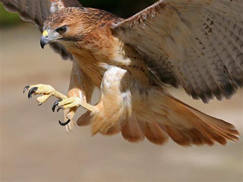 Wallpaper Backgrounds For You :): Best Hawk Hunting Wallpaper Ever