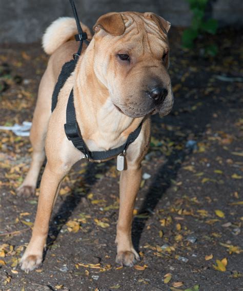 43+ Chow Chow Shar Pei Mix For Sale Pic - Bleumoonproductions