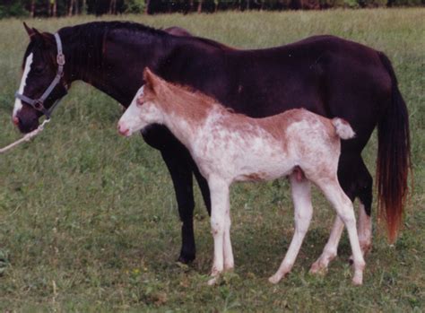 Sabino 1 | Veterinary Genetics Laboratory