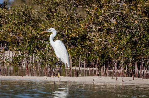 What are mangrove forests? | Livingdreams.tv