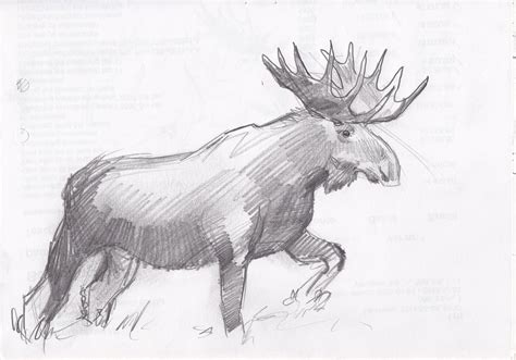 Moose Drawing, Pencil, Sketch, Colorful, Realistic Art Images | Drawing Skill