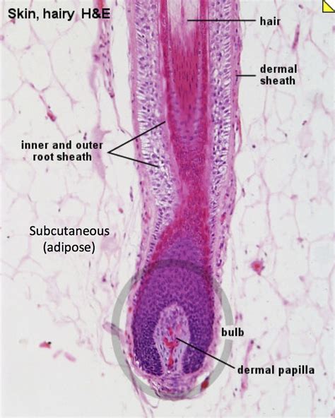 Skin wth Hair Follicle in SubQ - Histology | Basic anatomy and physiology, Integumentary system ...