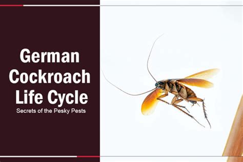 German Cockroach Life Cycle: Secrets of the Pesky Pests