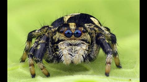 Cute little Jumping spider from the Amazon rainforest of Ecuador - YouTube