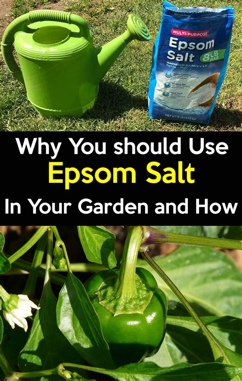 How Do You Use Epsom Salts With Citrus Trees? - guide.octopussgardencafe.com