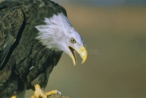 Bald eagle close up stock photo. Image of close, bald - 183432532