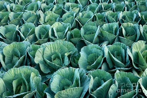 Cabbage Field Photograph by Inga Spence - Fine Art America