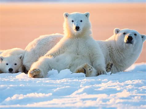 Award-winning Polar Bear Photos | International Polar Bear Day