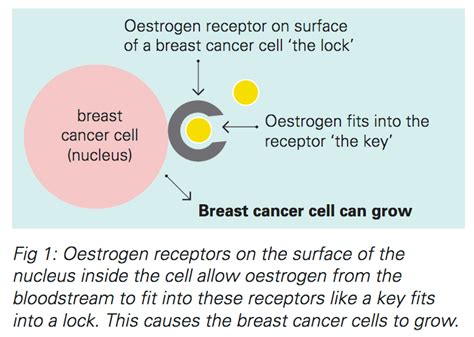 Hormonal Therapies for Breast Cancer Fact Sheet | Westmead BCI