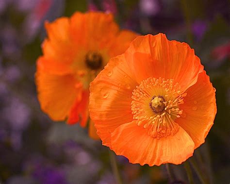 Orange Poppies Photograph by Rona Black | Fine Art America