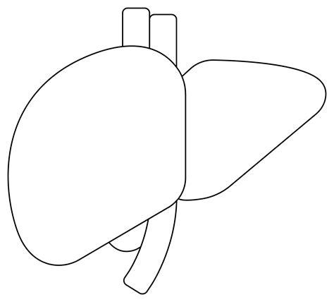 Liver coloring page - ColouringPages