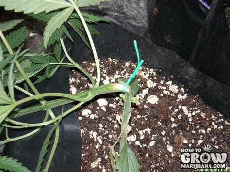 Marijuana Vegetative Growth Pruning