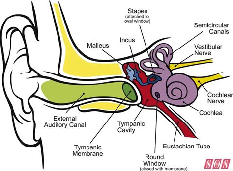 diagram of the ear - Google Search Human Ear Diagram, Cell Diagram, Reiki, Eustachian Tube ...