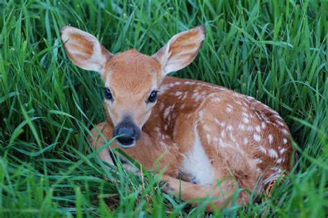 Do Not Bother The Fawns! – Rehabilitating Orphan and Injured Wildlife Since 1962