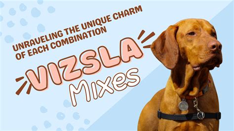 Top 10 Vizsla Mixes: Unraveling the Unique Charm of Each