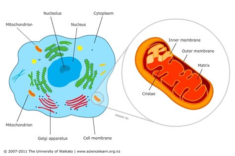 Cell featuring mitochondria — Science Learning Hub