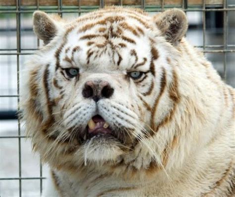 Meet Kenny, An Inbred White Tiger With Down Syndrome | Unusual animals, White tiger, Animals